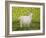 Alan's Goat-Ditz-Framed Premium Giclee Print