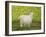 Alan's Goat-Ditz-Framed Premium Giclee Print