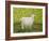 Alan's Goat-Ditz-Framed Premium Giclee Print