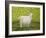 Alan's Goat-Ditz-Framed Premium Giclee Print