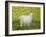 Alan's Goat-Ditz-Framed Premium Giclee Print