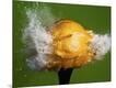 Photographic Print