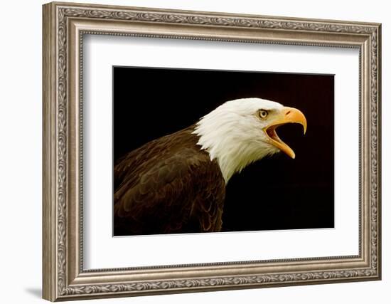 Alaska. Bald Eagle Portrait-David Slater-Framed Photographic Print