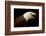 Alaska. Bald Eagle Portrait-David Slater-Framed Photographic Print