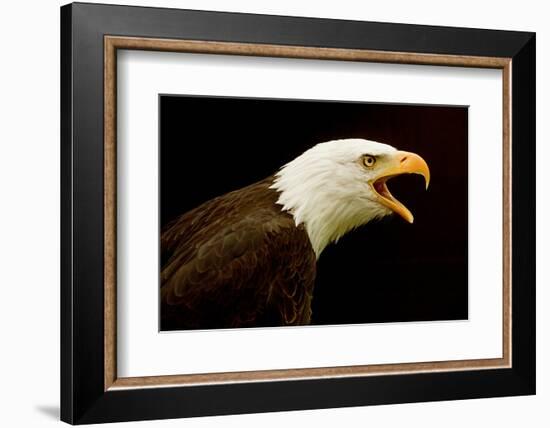 Alaska. Bald Eagle Portrait-David Slater-Framed Photographic Print