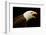 Alaska. Bald Eagle Portrait-David Slater-Framed Photographic Print