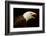 Alaska. Bald Eagle Portrait-David Slater-Framed Photographic Print