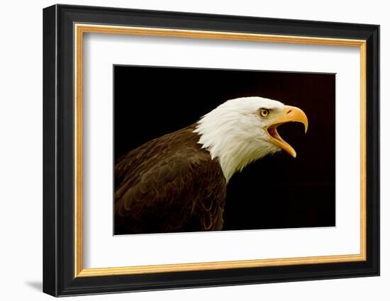 Alaska. Bald Eagle Portrait-David Slater-Framed Photographic Print