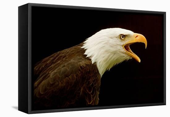 Alaska. Bald Eagle Portrait-David Slater-Framed Premier Image Canvas