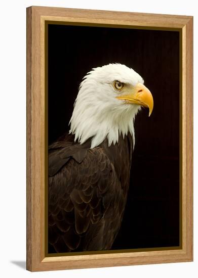 Alaska. Bald Eagle Portrait-David Slater-Framed Premier Image Canvas