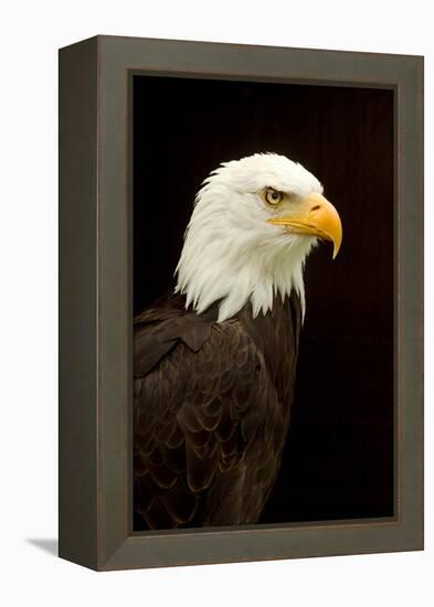 Alaska. Bald Eagle Portrait-David Slater-Framed Premier Image Canvas