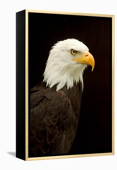 Alaska. Bald Eagle Portrait-David Slater-Framed Premier Image Canvas