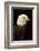 Alaska. Bald Eagle Portrait-David Slater-Framed Photographic Print