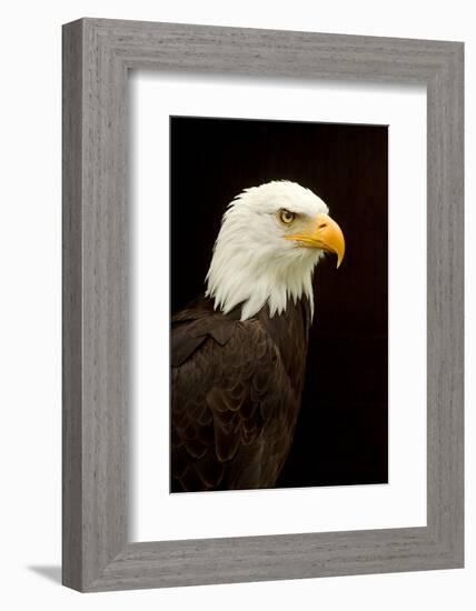 Alaska. Bald Eagle Portrait-David Slater-Framed Photographic Print