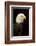 Alaska. Bald Eagle Portrait-David Slater-Framed Photographic Print