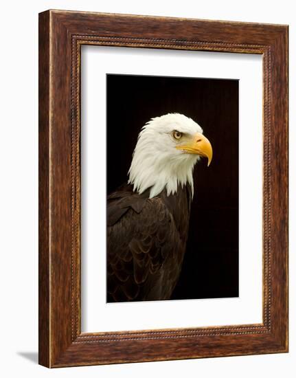 Alaska. Bald Eagle Portrait-David Slater-Framed Photographic Print