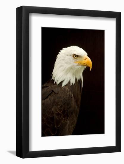 Alaska. Bald Eagle Portrait-David Slater-Framed Photographic Print