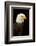 Alaska. Bald Eagle Portrait-David Slater-Framed Photographic Print