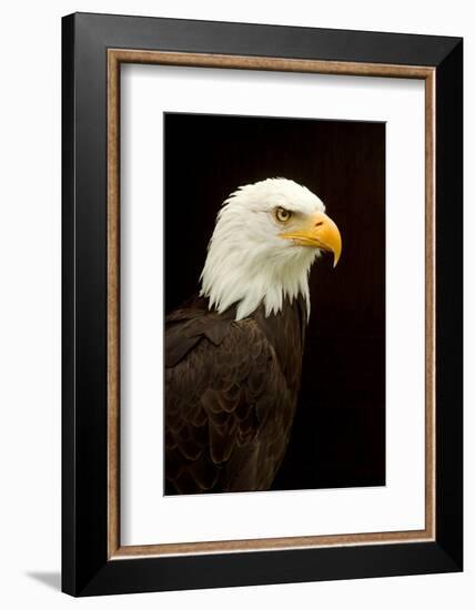 Alaska. Bald Eagle Portrait-David Slater-Framed Photographic Print