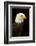 Alaska. Bald Eagle Portrait-David Slater-Framed Photographic Print