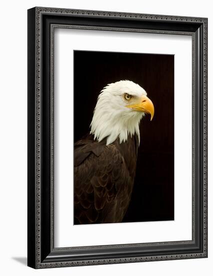 Alaska. Bald Eagle Portrait-David Slater-Framed Photographic Print