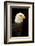 Alaska. Bald Eagle Portrait-David Slater-Framed Photographic Print