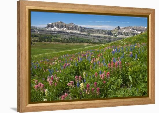 Alaska Basin Wildflower Meadow, Caribou -Targhee Nf, WYoming-Howie Garber-Framed Premier Image Canvas