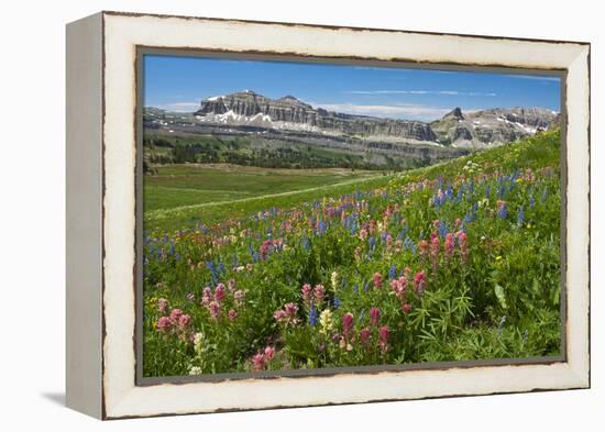 Alaska Basin Wildflower Meadow, Caribou -Targhee Nf, WYoming-Howie Garber-Framed Premier Image Canvas