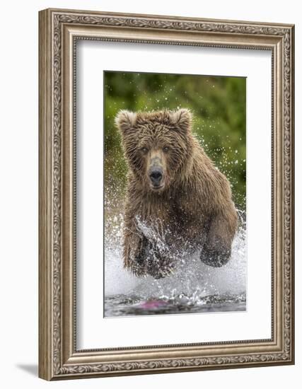 Alaska Bear-Art Wolfe-Framed Art Print