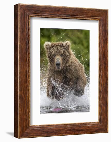 Alaska Bear-Art Wolfe-Framed Art Print