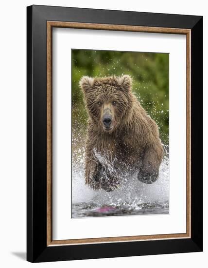 Alaska Bear-Art Wolfe-Framed Art Print