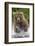 Alaska Bear-Art Wolfe-Framed Art Print