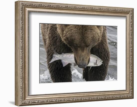 Alaska, Brooks Falls. Grizzley bear holding a salmon in its mouth.-Janet Muir-Framed Photographic Print