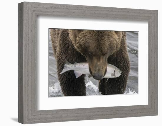 Alaska, Brooks Falls. Grizzley bear holding a salmon in its mouth.-Janet Muir-Framed Photographic Print