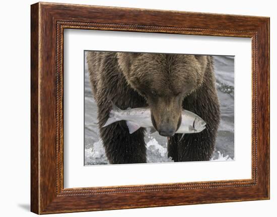 Alaska, Brooks Falls. Grizzley bear holding a salmon in its mouth.-Janet Muir-Framed Photographic Print