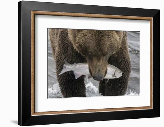 Alaska, Brooks Falls. Grizzley bear holding a salmon in its mouth.-Janet Muir-Framed Photographic Print