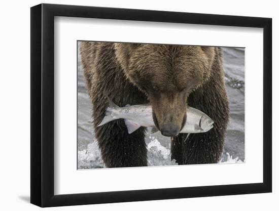 Alaska, Brooks Falls. Grizzley bear holding a salmon in its mouth.-Janet Muir-Framed Photographic Print