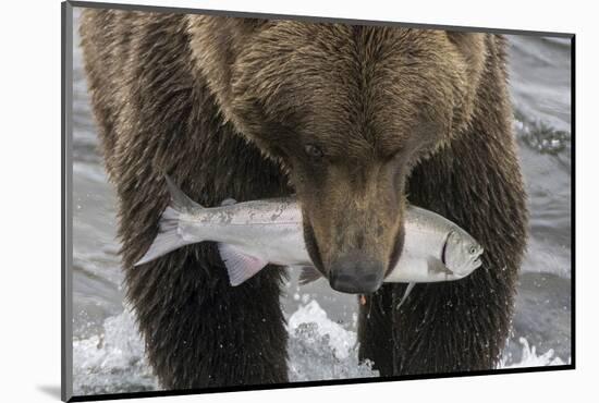 Alaska, Brooks Falls. Grizzley bear holding a salmon in its mouth.-Janet Muir-Mounted Photographic Print