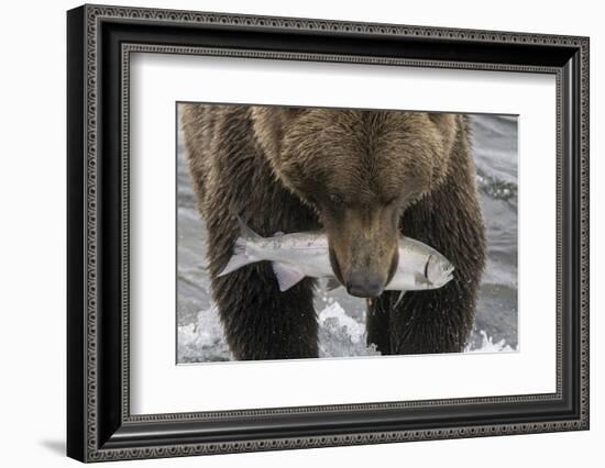 Alaska, Brooks Falls. Grizzley bear holding a salmon in its mouth.-Janet Muir-Framed Photographic Print