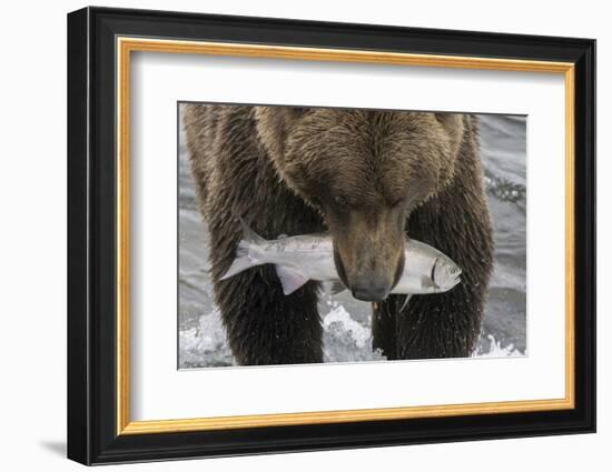 Alaska, Brooks Falls. Grizzley bear holding a salmon in its mouth.-Janet Muir-Framed Photographic Print