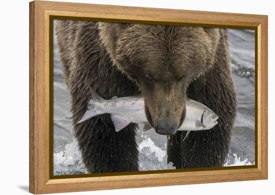 Alaska, Brooks Falls. Grizzley bear holding a salmon in its mouth.-Janet Muir-Framed Premier Image Canvas