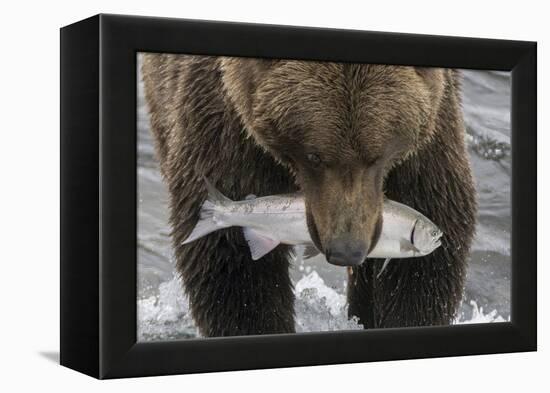 Alaska, Brooks Falls. Grizzley bear holding a salmon in its mouth.-Janet Muir-Framed Premier Image Canvas