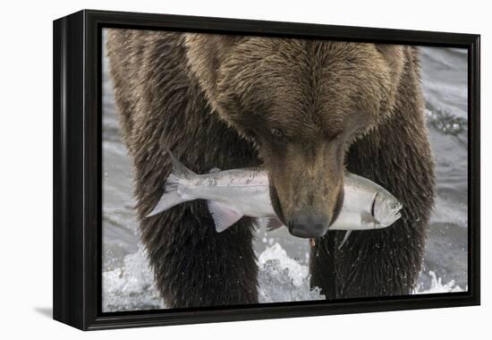 Alaska, Brooks Falls. Grizzley bear holding a salmon in its mouth.-Janet Muir-Framed Premier Image Canvas