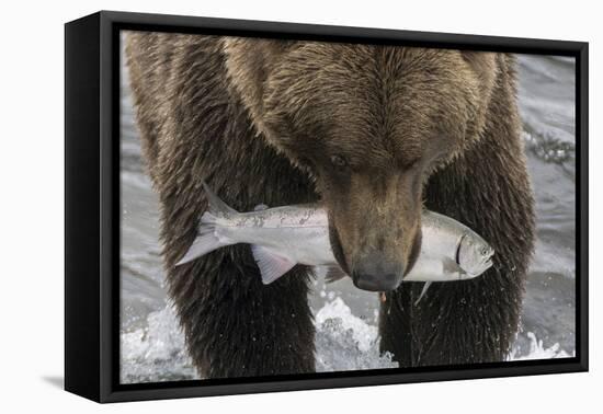 Alaska, Brooks Falls. Grizzley bear holding a salmon in its mouth.-Janet Muir-Framed Premier Image Canvas