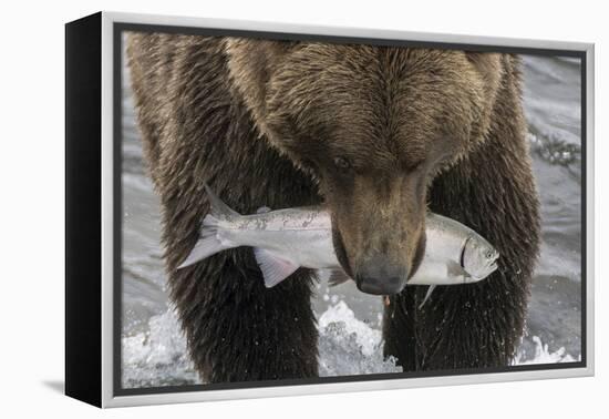 Alaska, Brooks Falls. Grizzley bear holding a salmon in its mouth.-Janet Muir-Framed Premier Image Canvas