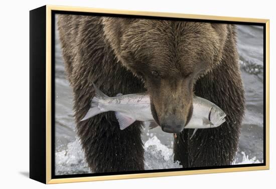 Alaska, Brooks Falls. Grizzley bear holding a salmon in its mouth.-Janet Muir-Framed Premier Image Canvas