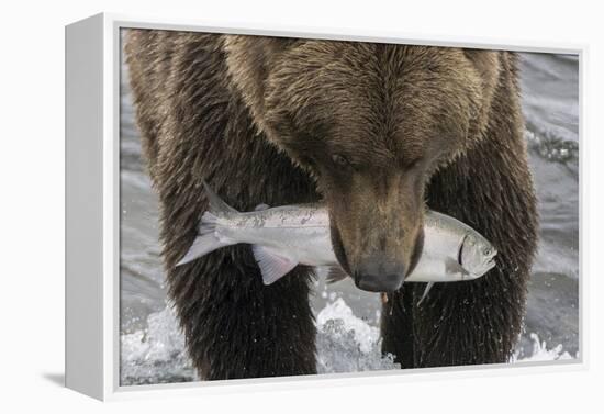 Alaska, Brooks Falls. Grizzley bear holding a salmon in its mouth.-Janet Muir-Framed Premier Image Canvas