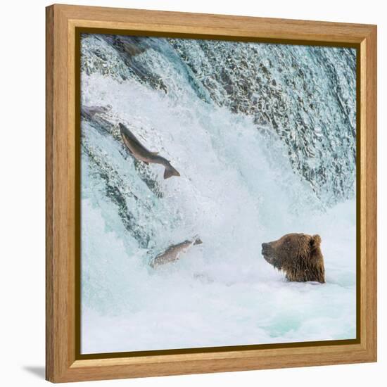 Alaska, Brooks Falls. Grizzly bear at the base of the falls watching fish jump.-Janet Muir-Framed Premier Image Canvas