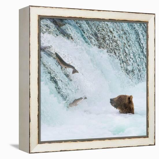 Alaska, Brooks Falls. Grizzly bear at the base of the falls watching fish jump.-Janet Muir-Framed Premier Image Canvas