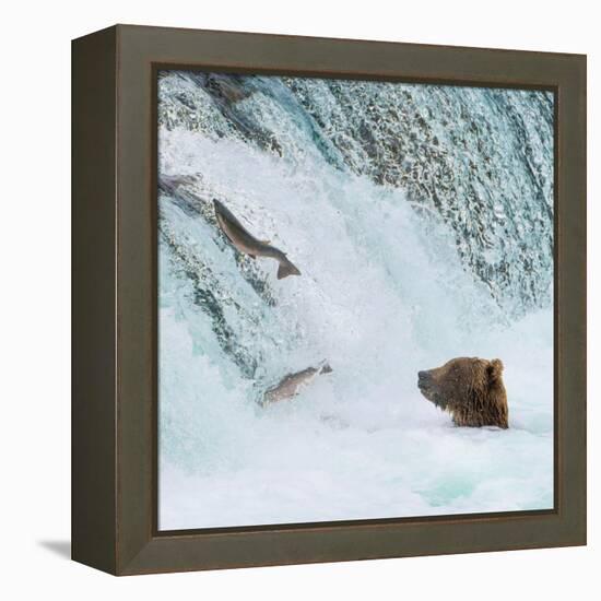 Alaska, Brooks Falls. Grizzly bear at the base of the falls watching fish jump.-Janet Muir-Framed Premier Image Canvas